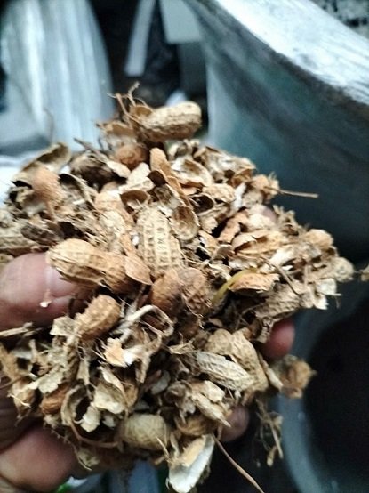 Vỏ Đậu Phộng Trồng Cây