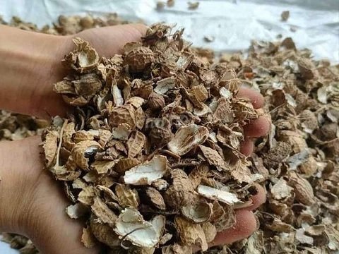 Vỏ Đậu Phộng Trồng Cây 3