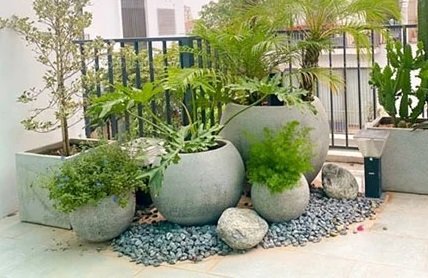 Chậu Xi Măng Đá Mài Trồng Cây Hình Gáo Dừa 3