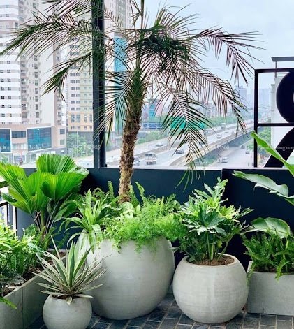 Chậu Xi Măng Đá Mài Trồng Cây Hình Gáo Dừa 2
