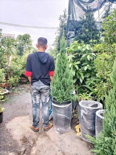 Chậu Xi Măng Đá Mài Hình Đầu Đạn Cao 60cm 3