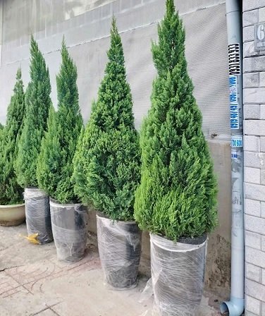 Chậu Xi Măng Đá Mài Hình Đầu Đạn Cao 60cm 2