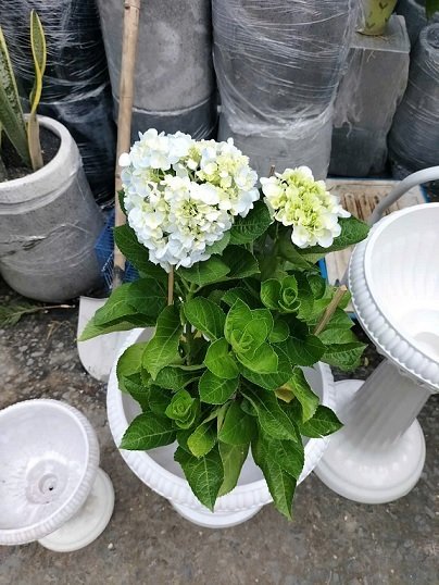 Chậu Ly Chân Đế Trung 3