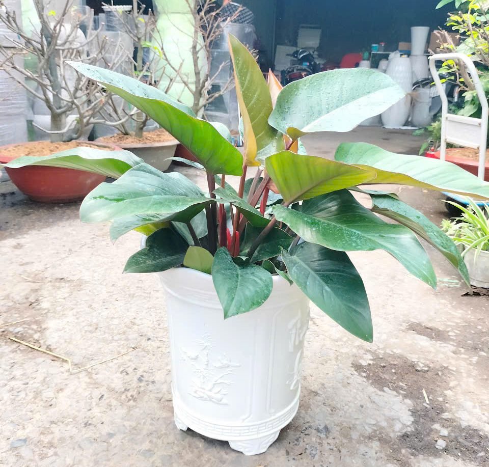 Chậu nhựa trắng tròn Tứ Quý