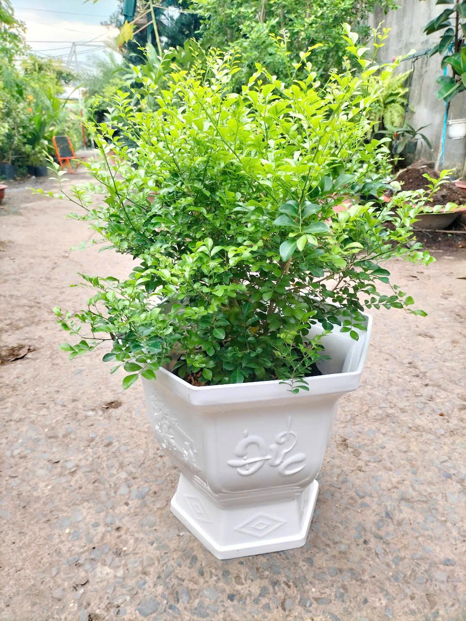Chậu ly nhựa hình lục giác trồng cây