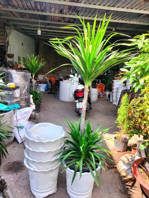 chậu nhựa trồng cây cao 30cm rộng 40cm 2