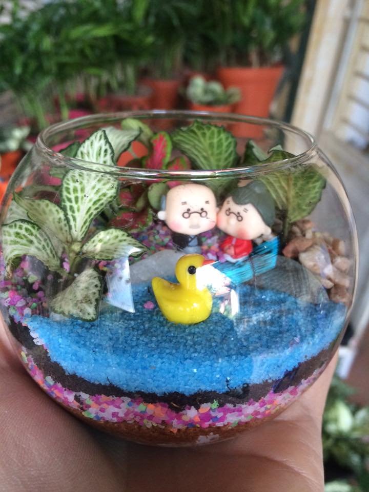 Terrarium Bách Niên Giai Lão
