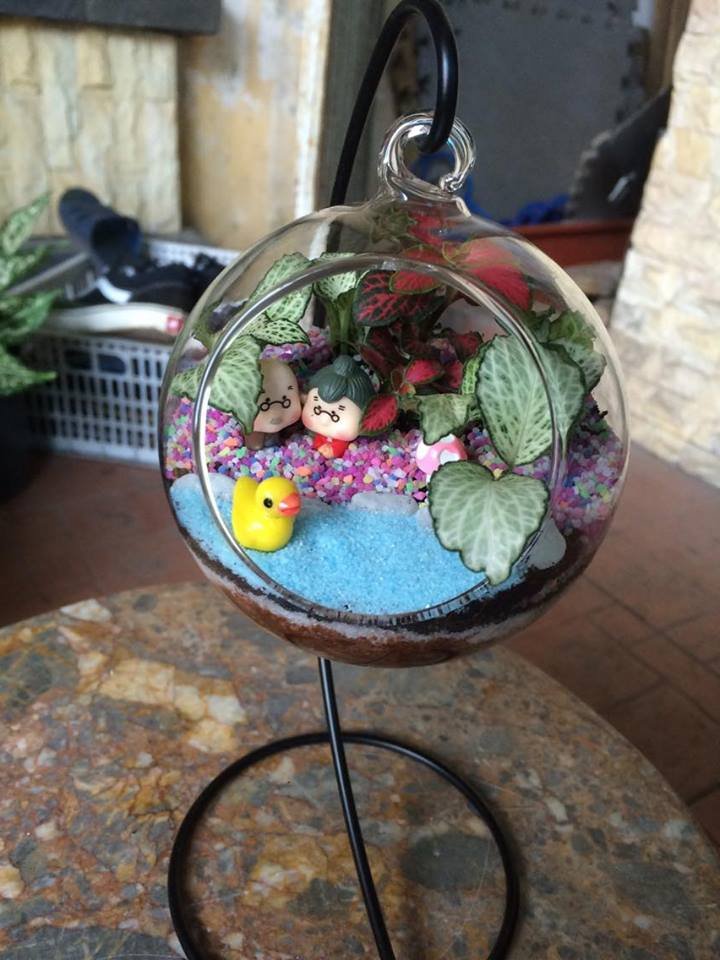 Terrarium Bách Niên Giai Lão 2