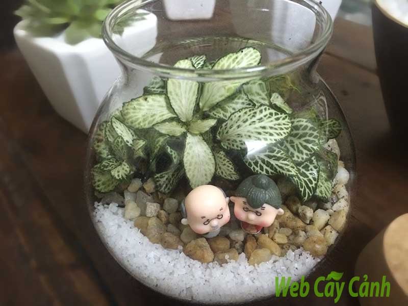 Terrarium Bách Niên Giai Lão 3