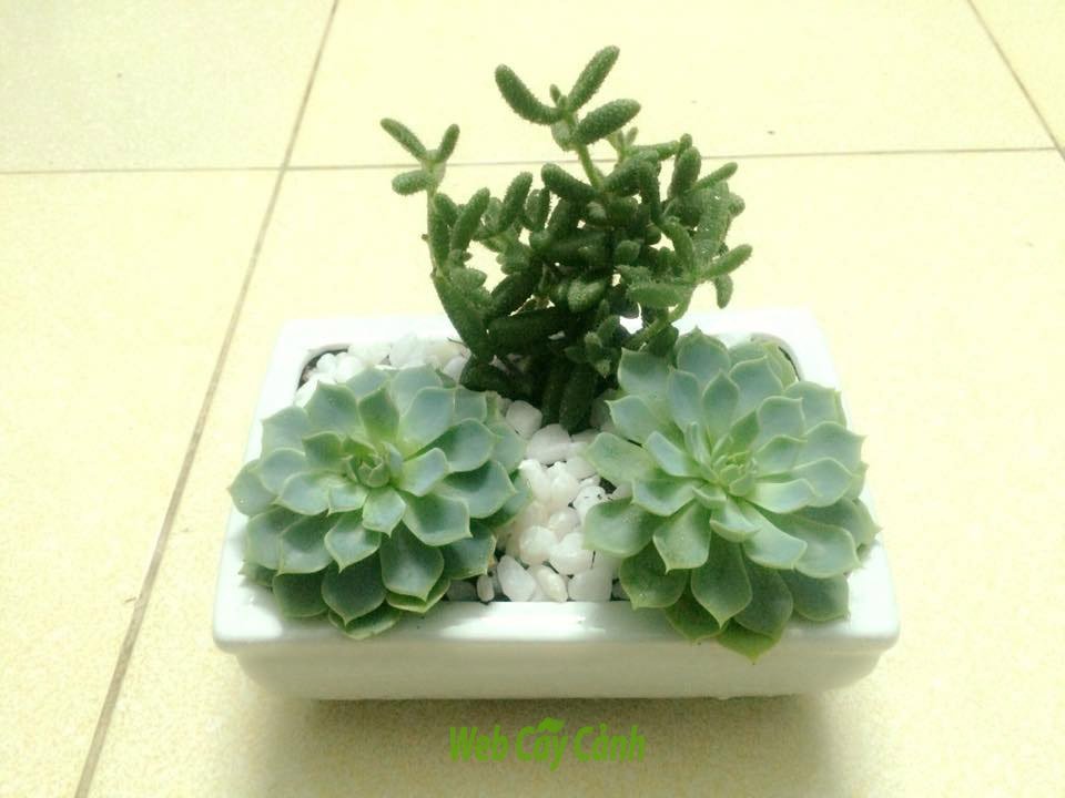 Tiểu Cảnh Một Vợ Hai Con 3
