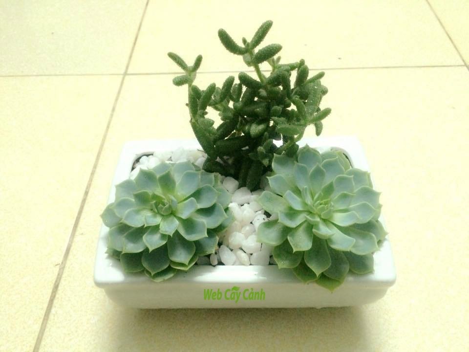 Tiểu Cảnh Một Vợ Hai Con