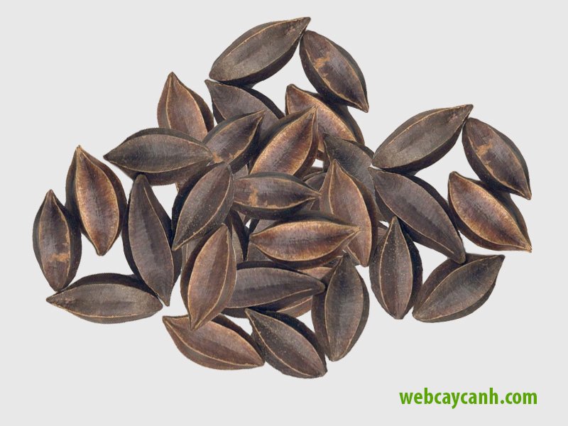 Cây Hoa Sử Quân Tử 3