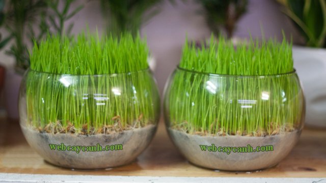 Cây Mạ Non 2