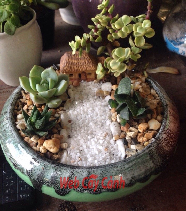 Tiểu Cảnh Sen Đá Bát Nhỏ
