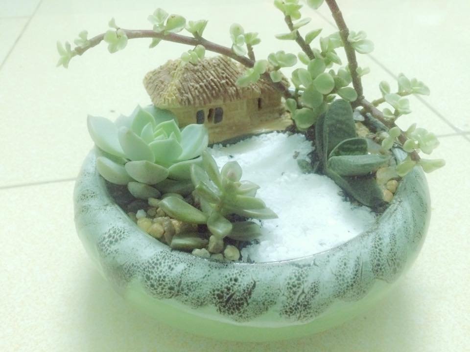 Tiểu Cảnh Sen Đá Bát Nhỏ 2