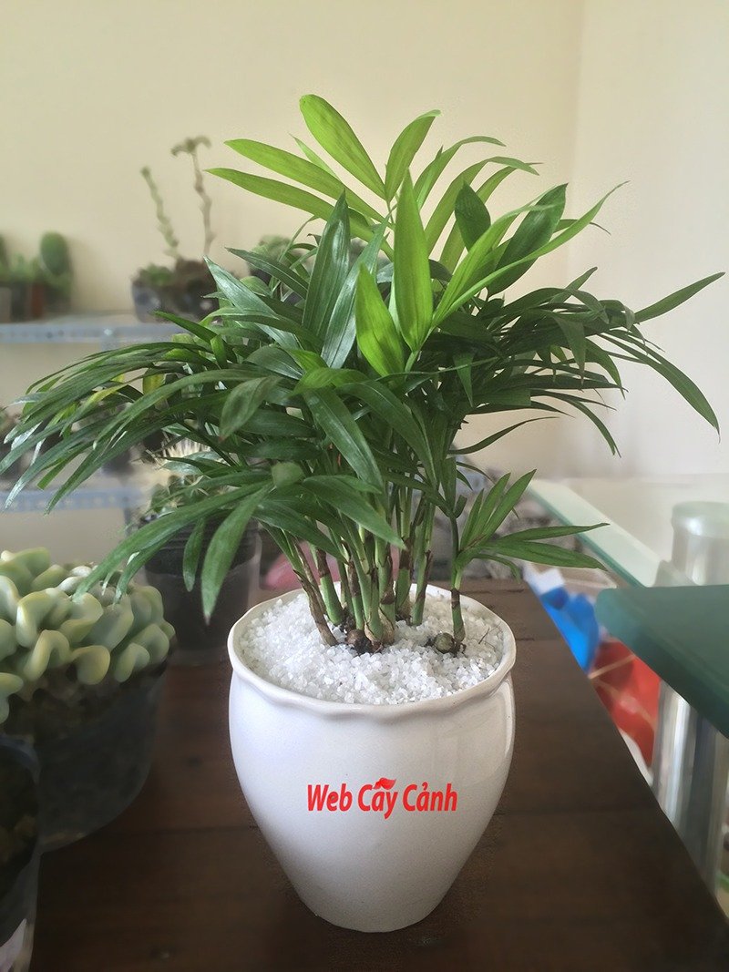 Cau Tiểu Trâm 3
