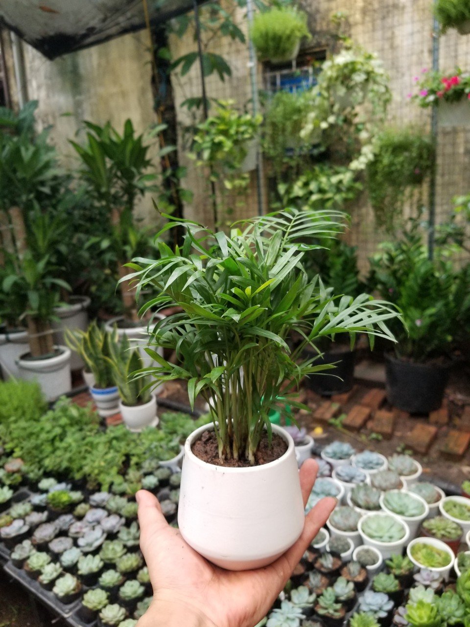 Cau Tiểu Trâm 2