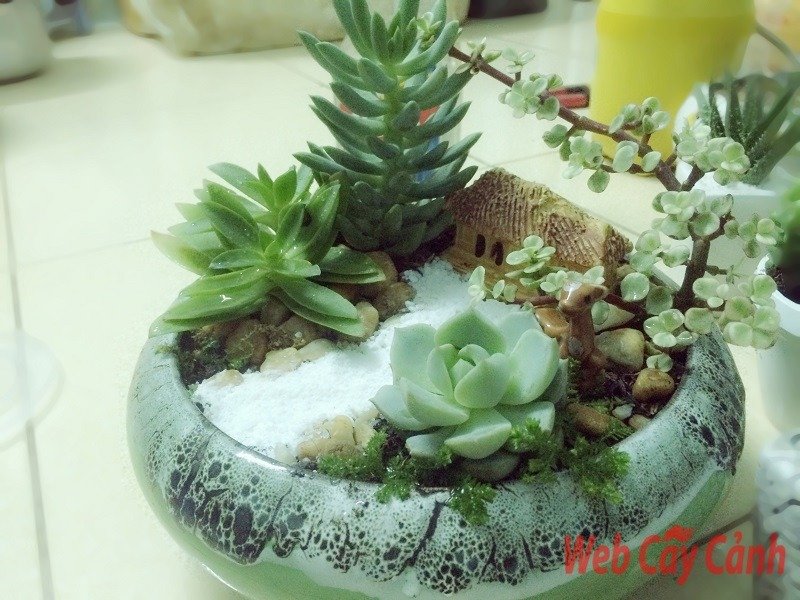 Tiểu Cảnh Ngôi Nhà Nhỏ Trên Thảo Nguyên 2