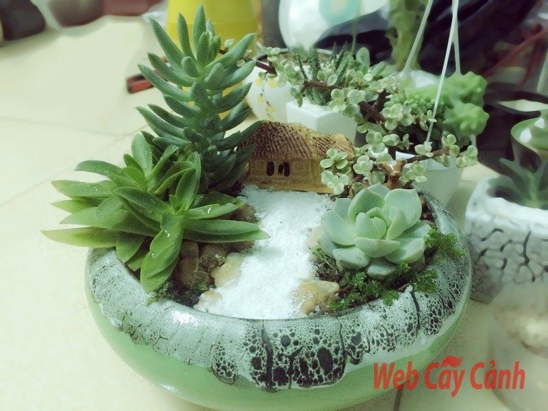 Tiểu Cảnh Ngôi Nhà Nhỏ Trên Thảo Nguyên