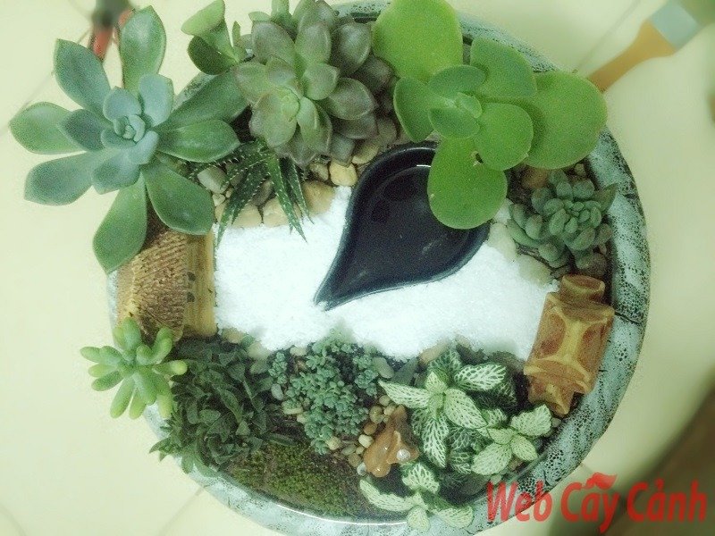 Tiểu Cảnh Sen Đá Đình Làng 3