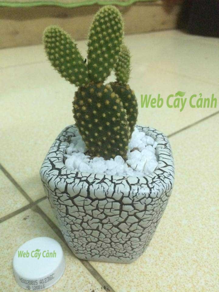 Xương Rồng Tai Thỏ 3