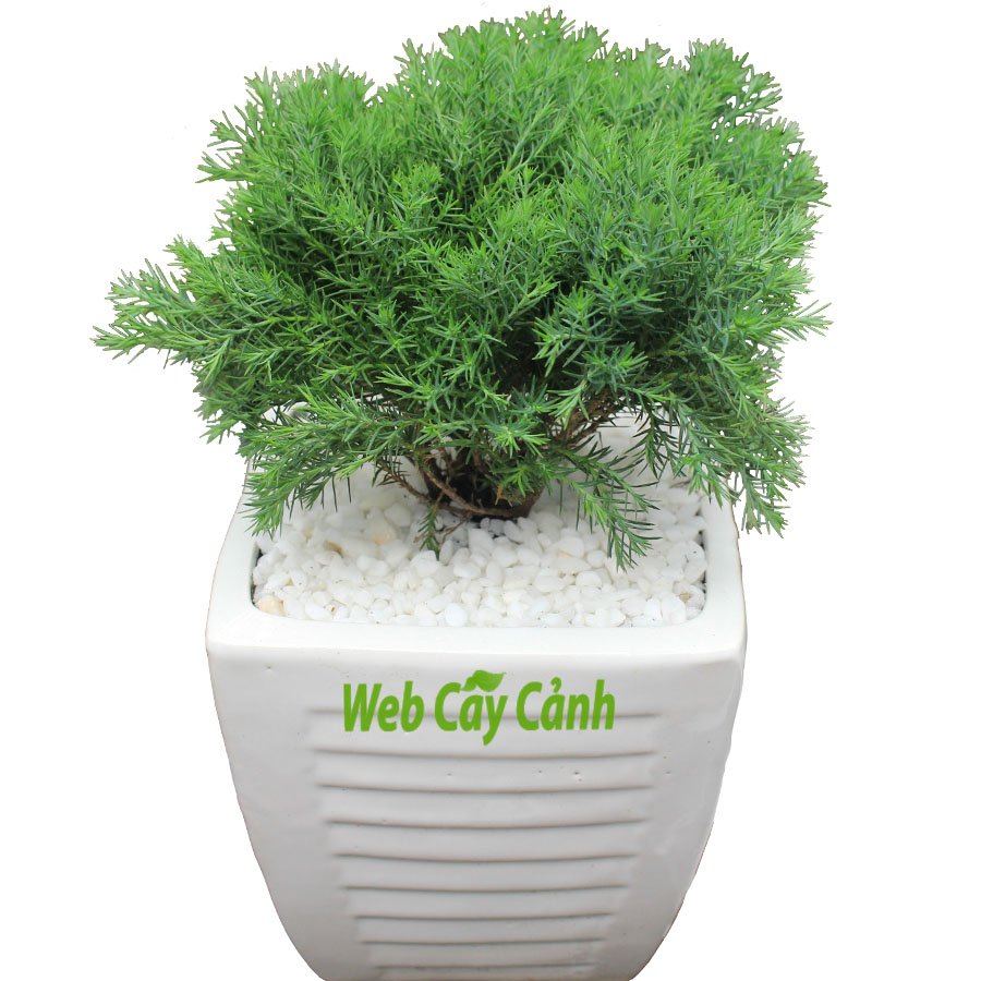 Cây Tùng Bồng Lai