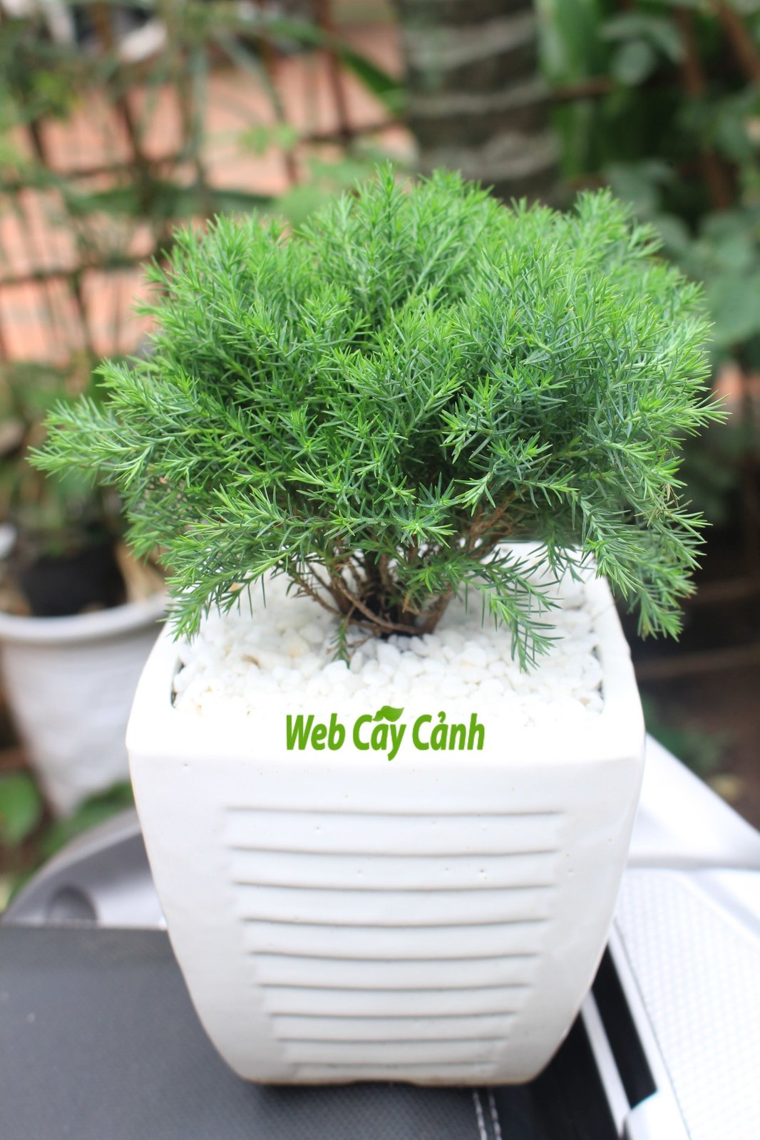 Cây Tùng Bồng Lai 3