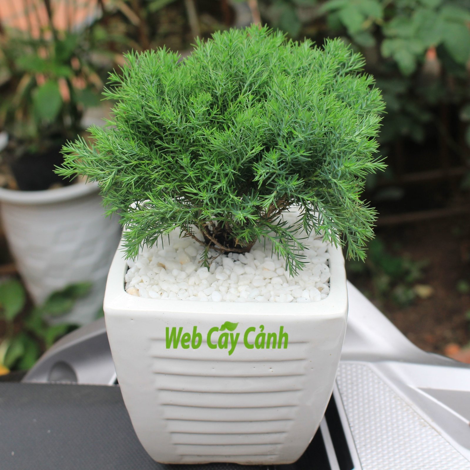 Cây Tùng Bồng Lai 2