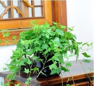 Cây Thường Xuân 3