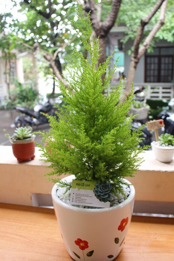 Cây Tùng Thơm 3