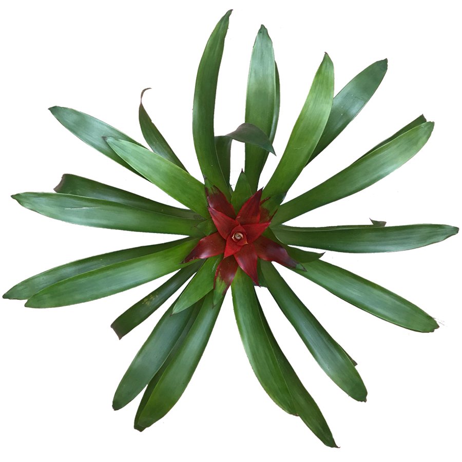 Cây Dứa Cảnh Nến 2