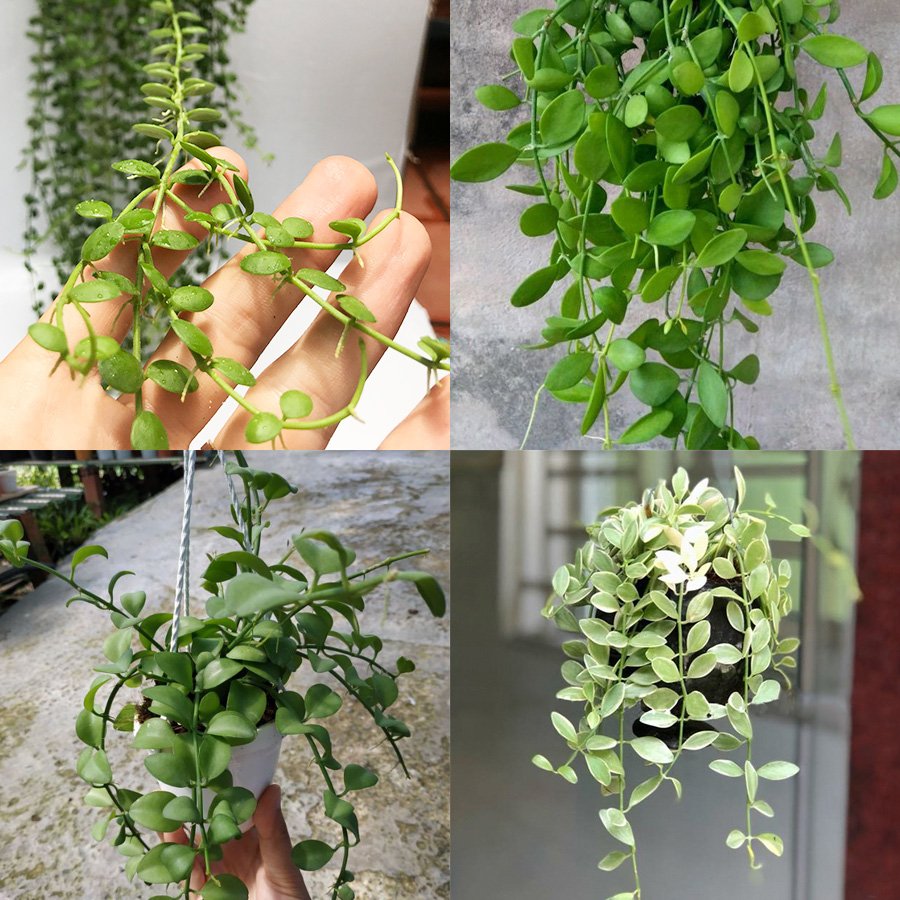 Cây Lan Hạt Dưa 3