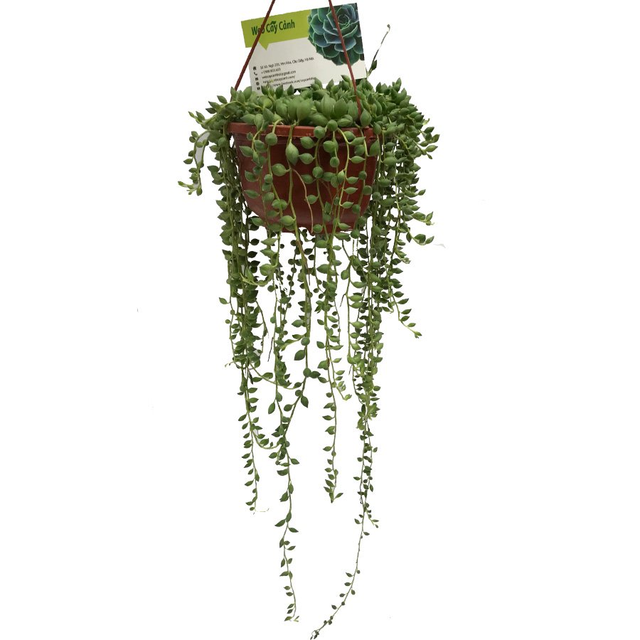 Cây Sen Đá Giọt Sương