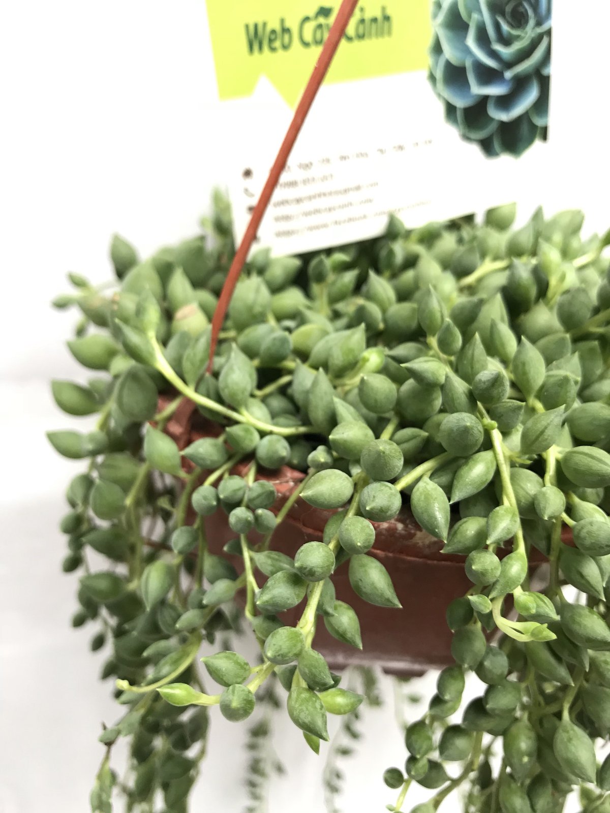 Cây Sen Đá Giọt Sương 3