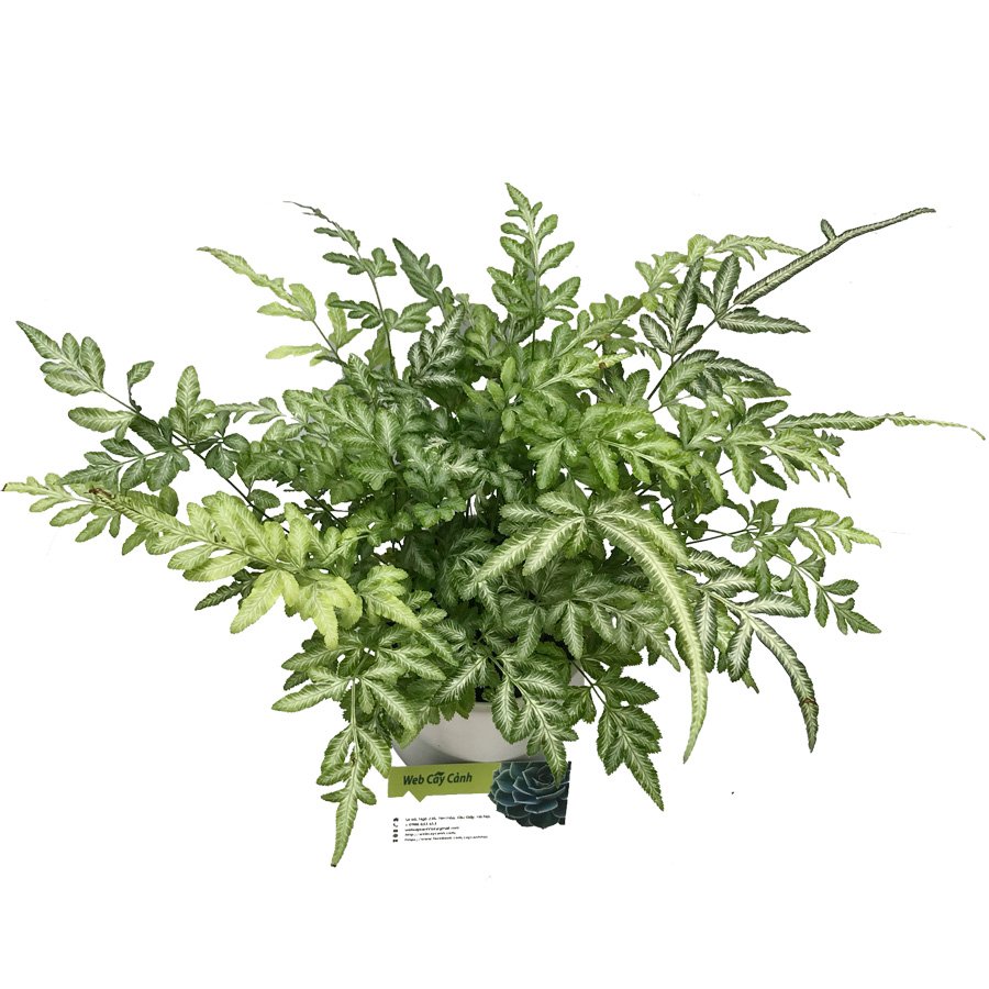 Cây Dương Xỉ Cẩm Thạch 2