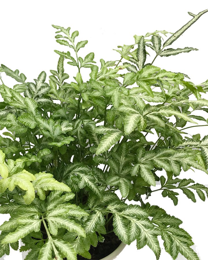 Cây Dương Xỉ Cẩm Thạch 3