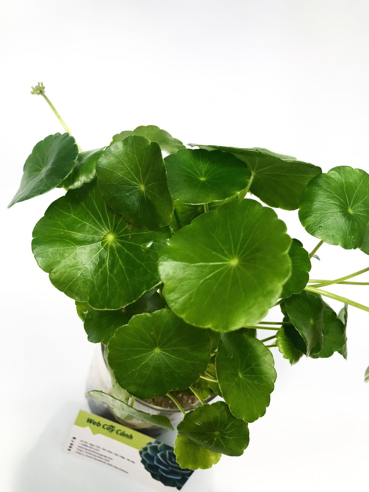 Cỏ Đồng Tiền 3
