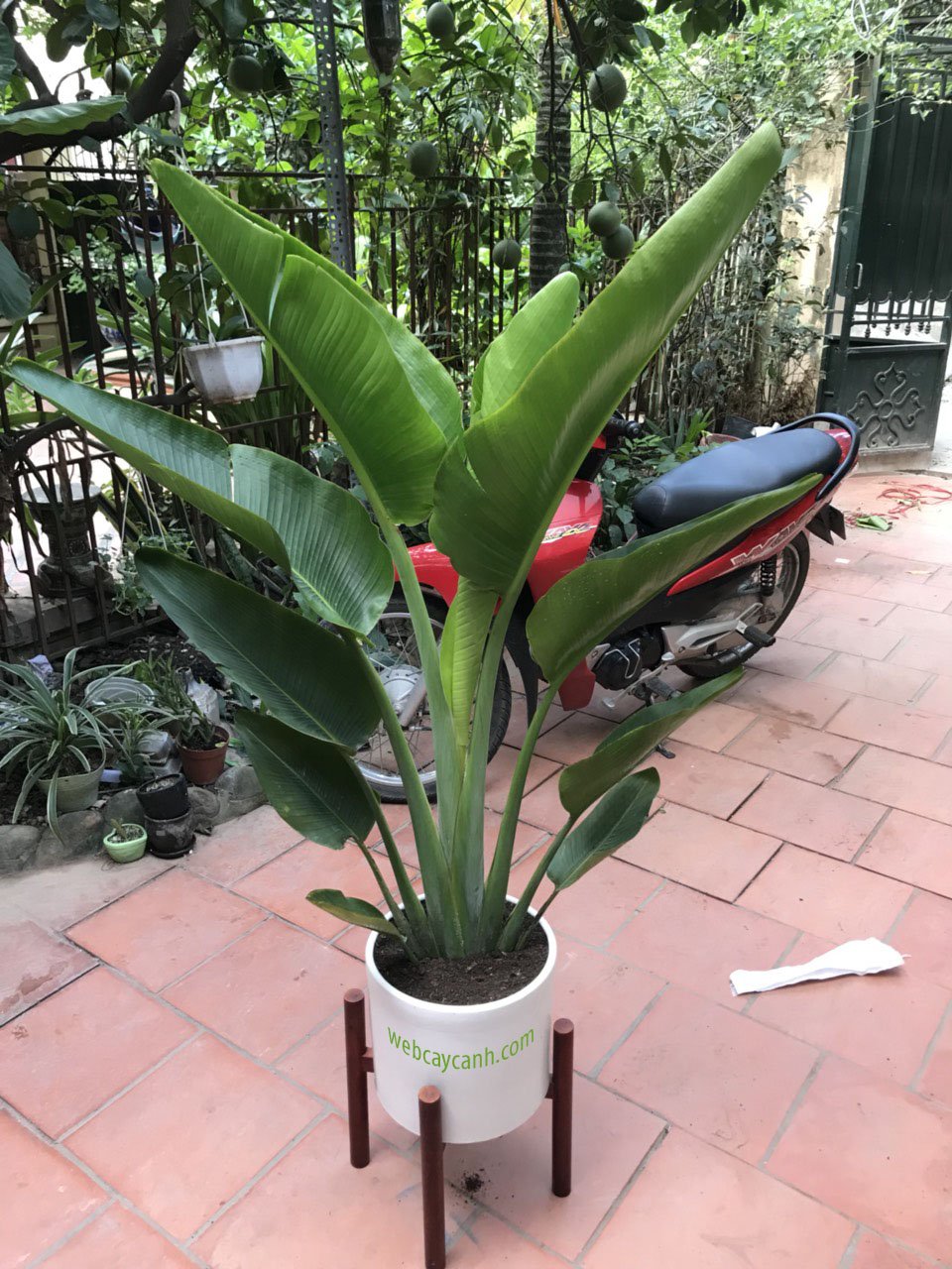 Cây Chuối Rẻ Quạt 2