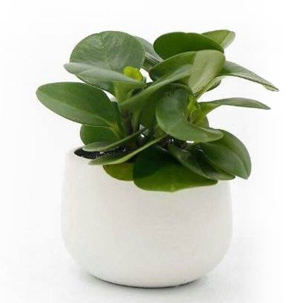 Cây Trường Sinh 3