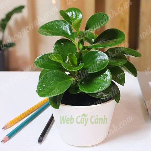 Cây Trường Sinh