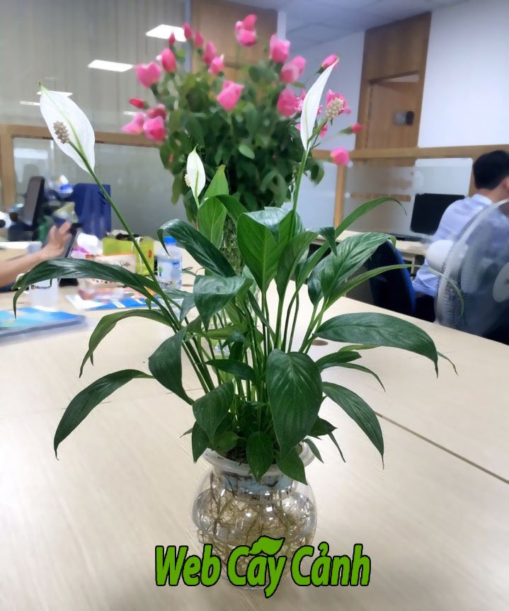 Cây Lan ý thủy sinh 3