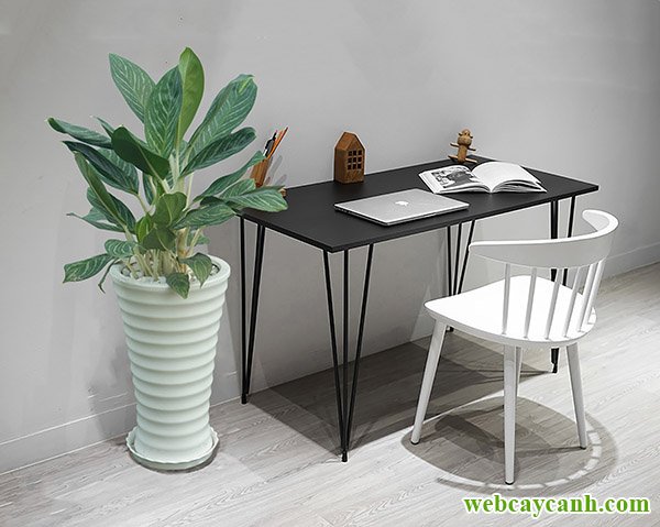 Cây Bạch Mã Hoàng Tử 2