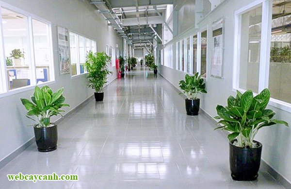 Cây Bạch Mã Hoàng Tử 3
