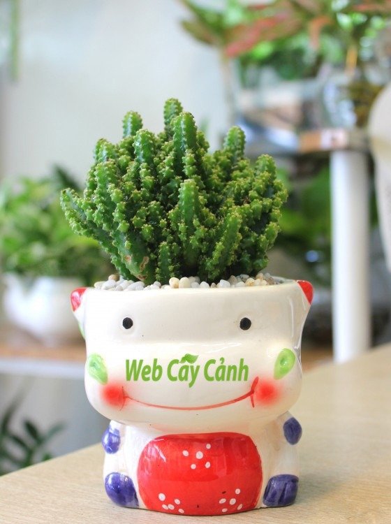 Xương rồng Thanh Sơn