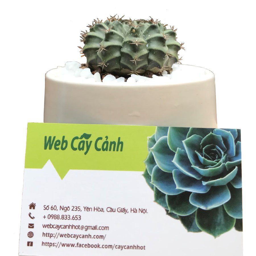 Xương rồng Gymno 2