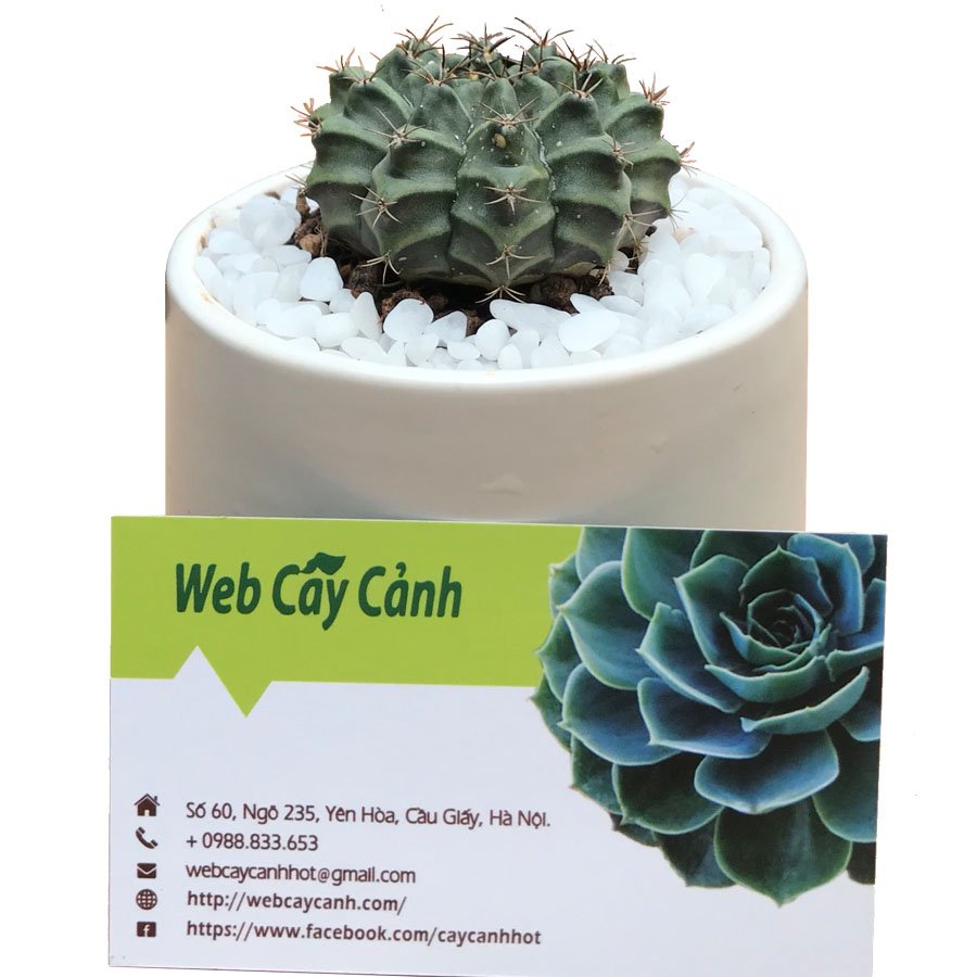 Xương rồng Gymno