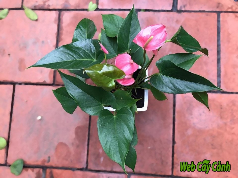 Cây Hồng Môn 3