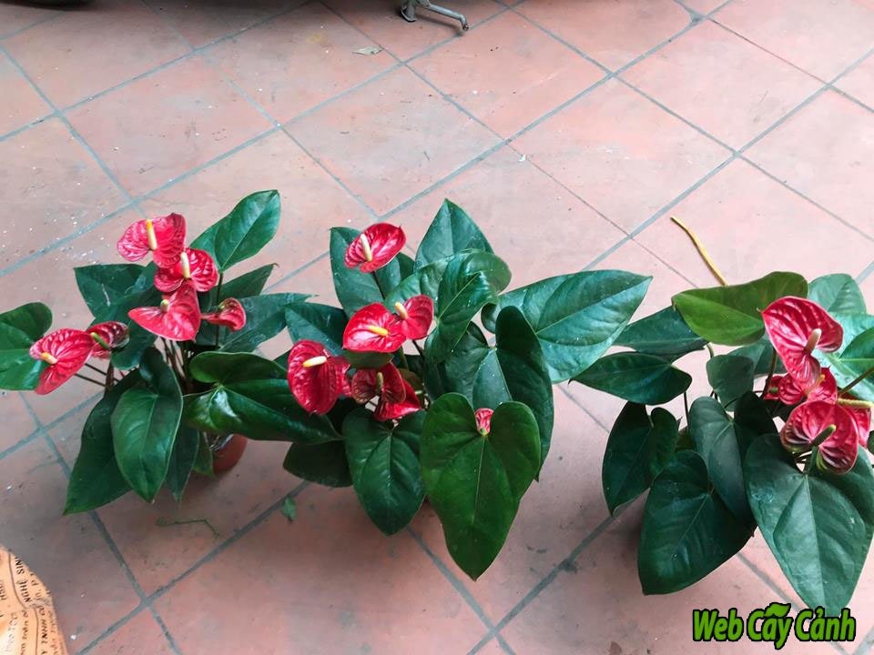 Cây Hồng Môn 2