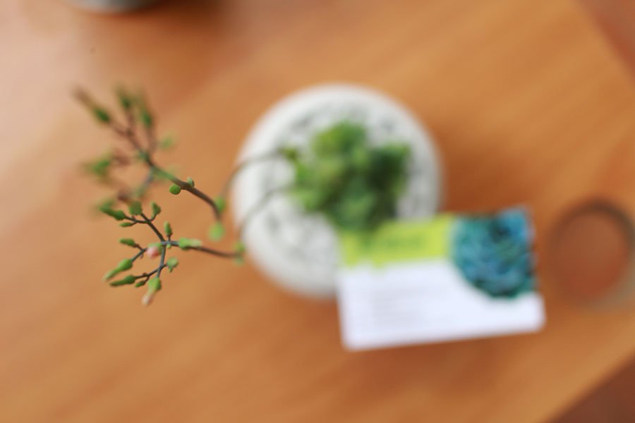 Sen Đá Cánh Bướm Xanh 3