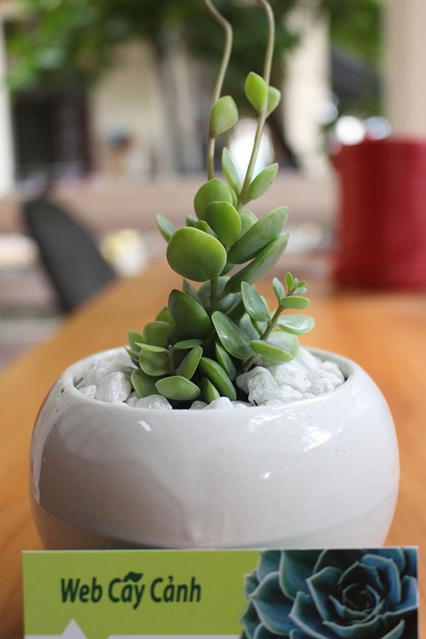 Sen Đá Cánh Bướm Xanh